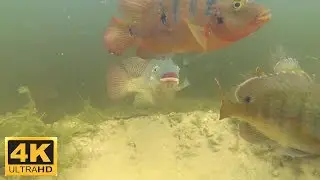 Feeding the fish with Yi 4k action camera