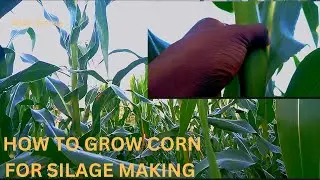 CORN SILAGE PREPARATION