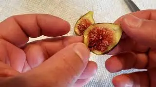 Malta Black Fig Early zone 5 hints of black cherry in the incredible tasting fig