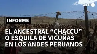 Esquila de vicu&ntilde;as, faena ancestral que pervive en los Andes de Per&uacute; | AFP