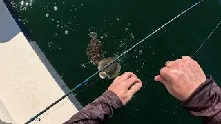 South Shore Long Island Ocean Fluke Fishing &ndash; 3 Keepers, 70+ Fish