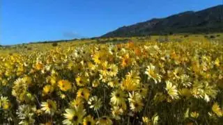 William Walton - Touch her Soft Lips and Part