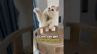 Safe Playtime with Your Cat: Essential Rules  #cattips #cat #catcare #catlover #pets #kitten