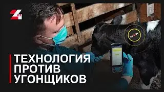 Microchipping has helped reduce livestock theft.