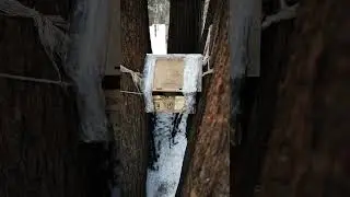 Кормушка с хвостом 🤔Feeder with a tail