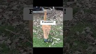 Today is the Happiest I&rsquo;ve ever seen Marshall! #feralcats #barncats #cats