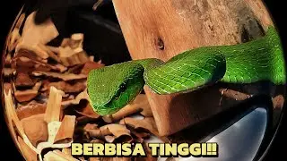 ULAR MEMATIKAN GREEN PIT VIPER (TRIMERESURUS INSULARIS)‼️