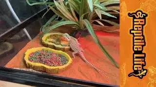 Lizard Enclosure Adelaide | Supplies & Accessories | Reptile Life