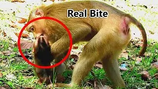 Real bite...Real hurt, Why mom Rose changed, show hate & mistreat Rex like angry like this?