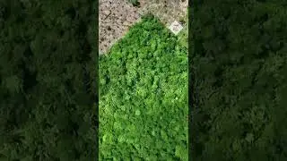 Amazon rainforest: Drone footage captures illegal deforestation in Brazil