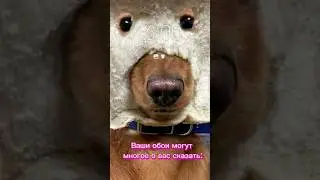 #meme #memes #мем #собака #dog #dogs #jokes #обои #phone #телефон #photography #funny #funnyvideo