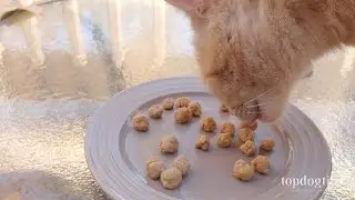 Recipe:  Homemade Cat Treats