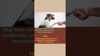 Dogs have a preferred paw for certain tsks, similar to humans have dominant hands.
