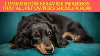 Common Dog Behavior Meanings That All Pet Owners Should know
