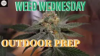 Outdoor Prep - Weed Wednesday - Indoor Garden Update 4/17/19