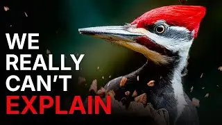 Nothing About Woodpeckers Is Normal.... Here's Why!