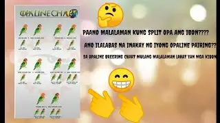 OPALINE BREEDING CHART |SEX LINK OPALINE MUTATIONS
