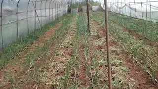 Bulb onions nutrition management and production