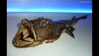🐾 Top 10 Ugliest Animals 🐾