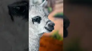 Llama Is Chewing And Eating - Shorts
