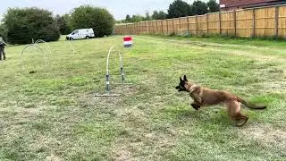 Canine hoopers training course