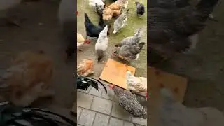 beautiful chickens flock🥰 #shorts #ytshorts #trending #youtubeshorts #chicken #hens