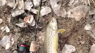 Fenwick Travel  spinning  Rod part 2