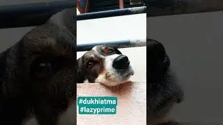 #diltalks #doghomecoming #awara