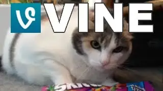 Vine Compilation | #1 | April 2014 | Best Vines