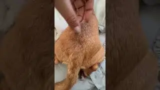 Butt Chubbs #Short