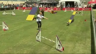Dog Sports: Medium Dog Agility Competition
