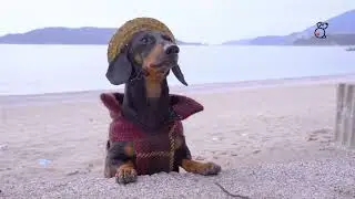 Dog Tails Matter - Short Film - Magic Bullet