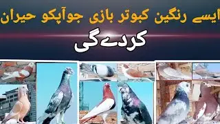 rangdaar kabootaron ki bazi gola kabootar kotaband kabootar Khal kabootar in Peshawar