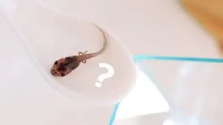 My Tadpoles Transforms into Cutest frog 🐸 &ldquo;Tree Frog&rdquo;