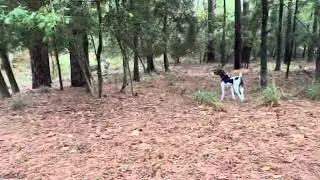 GSP Deer Dog &ldquo;Scout&rdquo; 