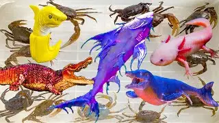 Kem Ốc Chanel đi bắt cá ngày mưa lũ gặp cá mập, cá sấu, con cua màu sắc, axolot, cá vàng, con cá nóc