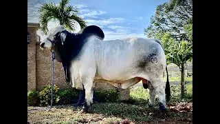 GRAN CAMPEÒN DE LA RAZA BRAHMAN GRIS.- EL TORO IDEAL PARA PRODUCIR VACAS EN EL TRÒPICO.