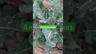 #альтернариоз #сзр  #фунгицид  #пестициды #капуста #брокколи  #пекинскаякапуста