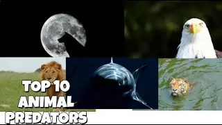 Top 10 Predators With a Purpose That Keep Nature in Balance