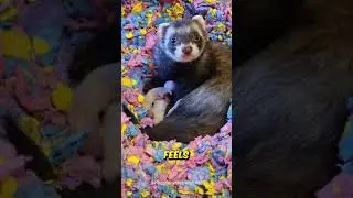 If Your Pet Ferret Shows You Her Baby, Don&rsquo;t Ignore It!