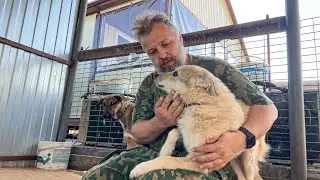 Эта собака МОГЛА НАВСЕГДА ОСТАТЬСЯ ИНВАЛИДОМ, но в последний момент...