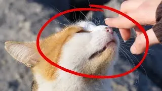 CÓMO HACER que tu GATO TE QUIERA MÁS 🔥