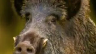 Wild Boar Grunt 🐗 🔊