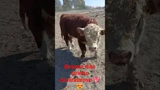 c&oacute;mo ven al chinito esc&aacute;ndaloso mandando saludos para todos ustedes 😍💖#fypシ