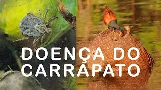FEBRE MACULOSA - Como ocorre a TRANSMISSÃO, letalidade da DOENÇA e como PREVENIR.