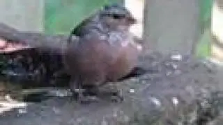 Chaffinch alarm Call