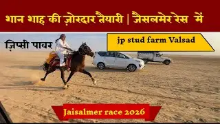 शान शाह का दबदबा जैसलमेर में | JP stud farm Valsad | jaisalmer race 2026 #jaisalmerrace2026