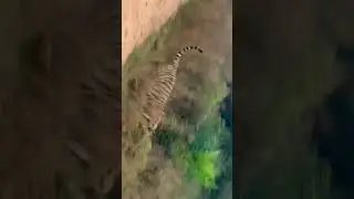 Sariska Tiger Reserve Of Alwar Rajasthan              #shorts#rajasthan#alwar#tiger#reserve#jungle