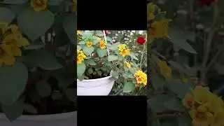 C&ocirc;ng dụng của c&acirc;y Cỏ thơm Lysimachia congestiflora