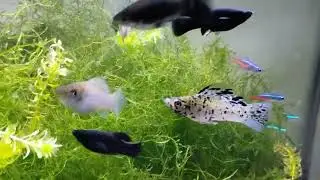 Anxious To Move Fish In Quarantine To Community Tanks: Sailfin Mollies, Cherry Barbs, Platies, Etc.
